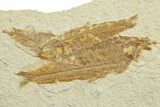 Limestone with Two Fossil Fish (Knightia) - Wyoming #363819-1